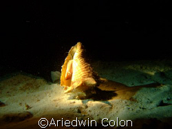 Isla De Mona Night  dive by Ariedwin Colon 